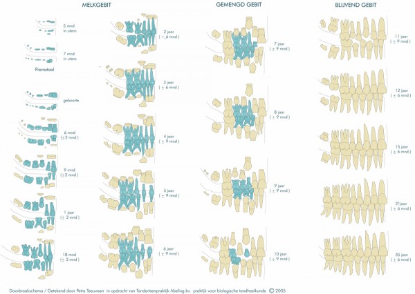 Dentitieplaat Dentitieplaat